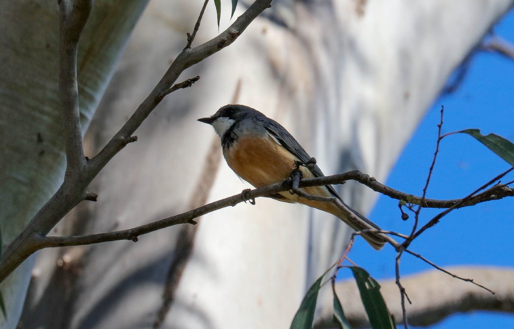 Rufous Whistler (male)