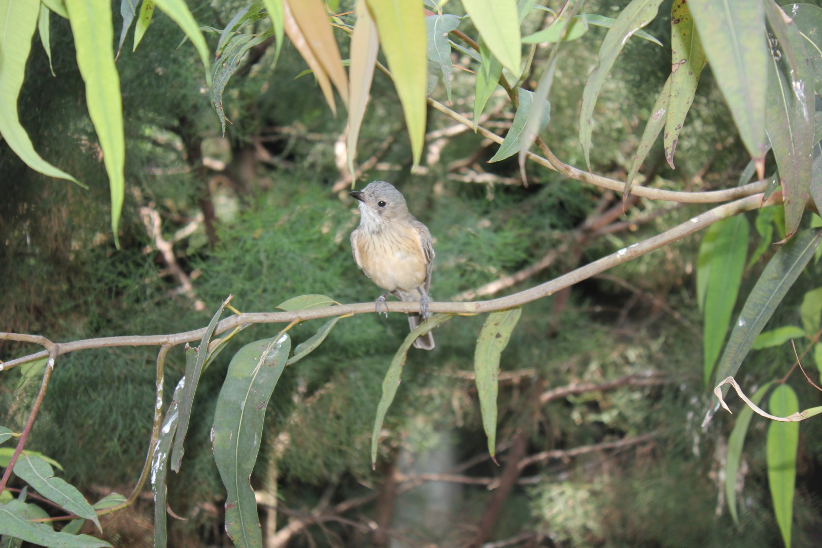 Rufous Whistler (Pachycephala rufiventris)