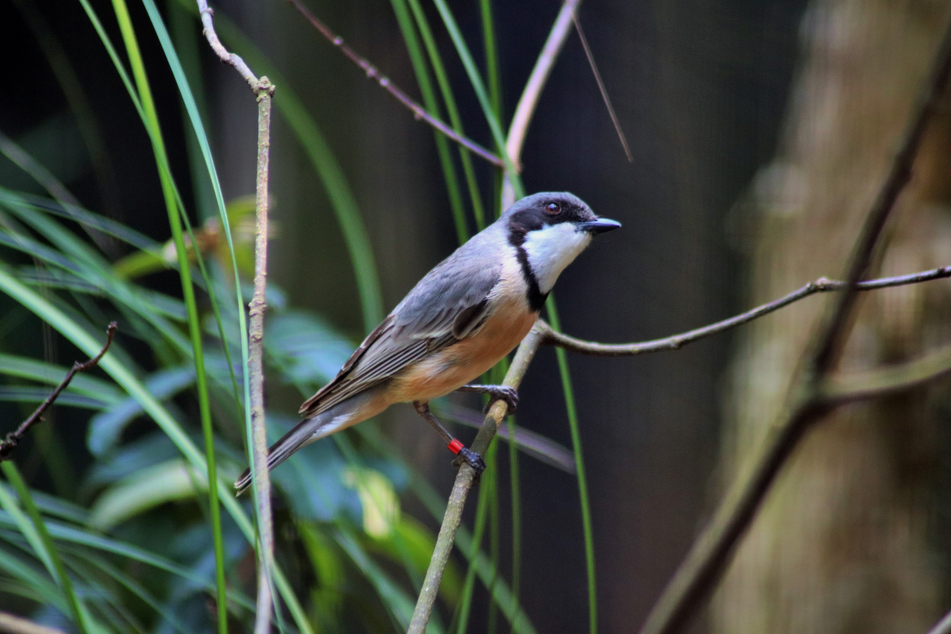 Rufous Whistler (Pachycephala rufiventris)