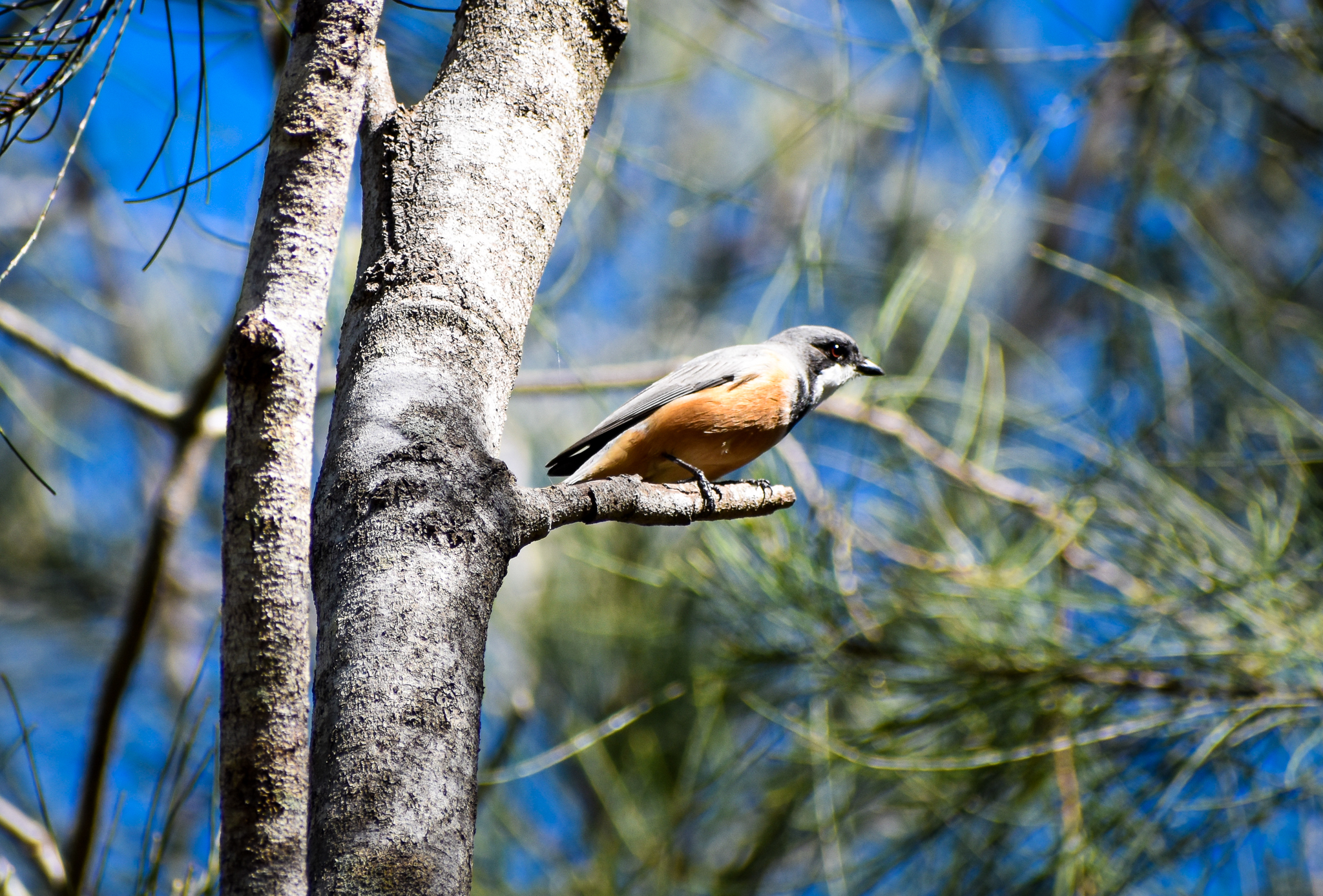 Rufous Whistler (Pachycephala rufiventris)
