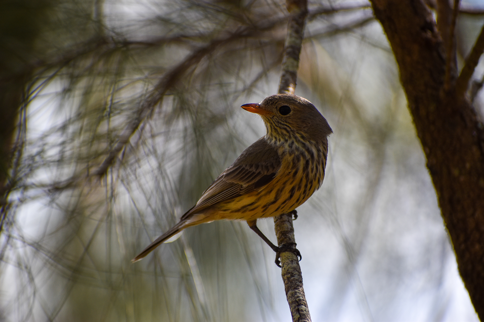 Rufous Whistler (Pachycephala rufiventris)