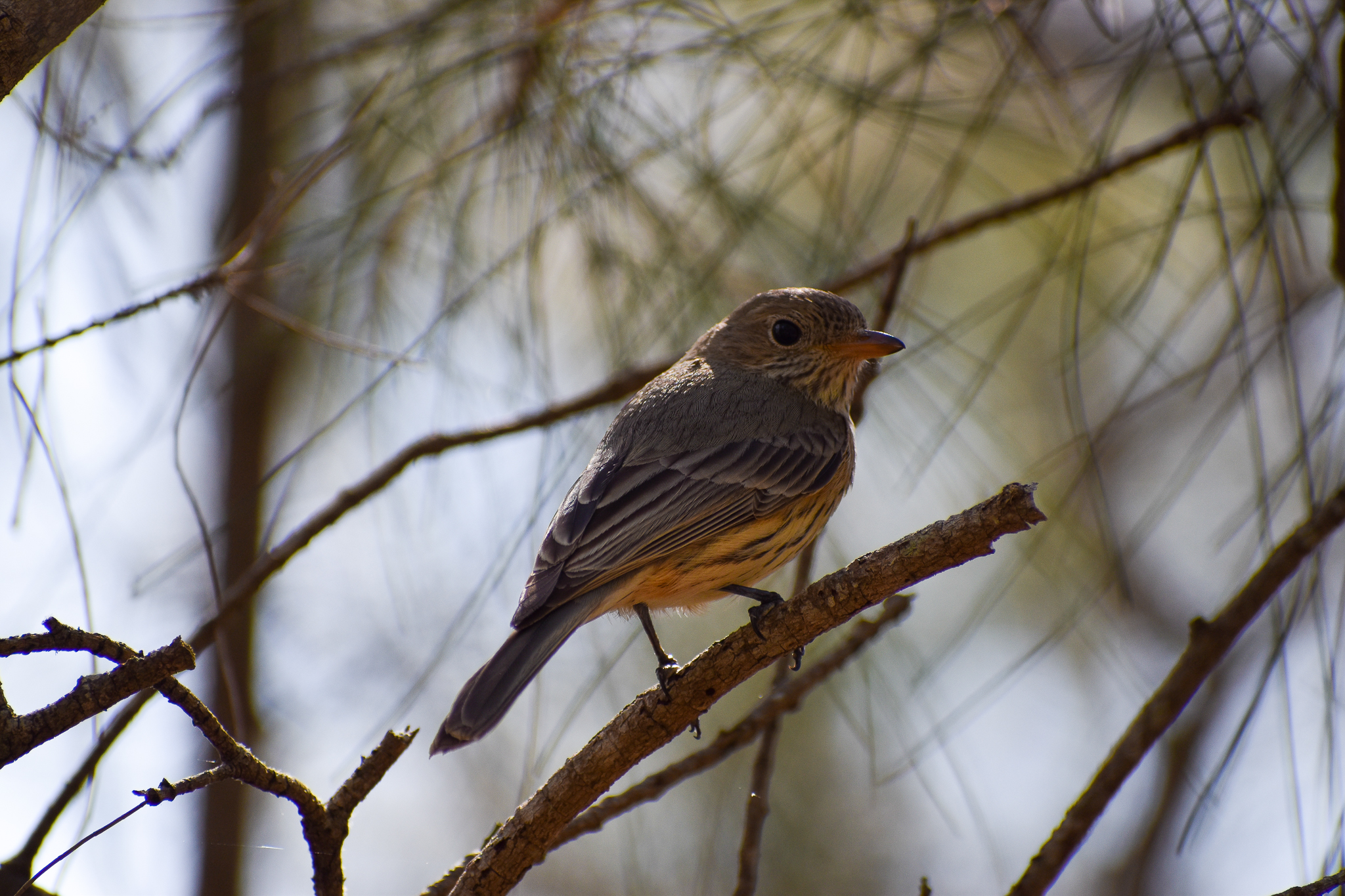 Rufous Whistler (Pachycephala rufiventris)