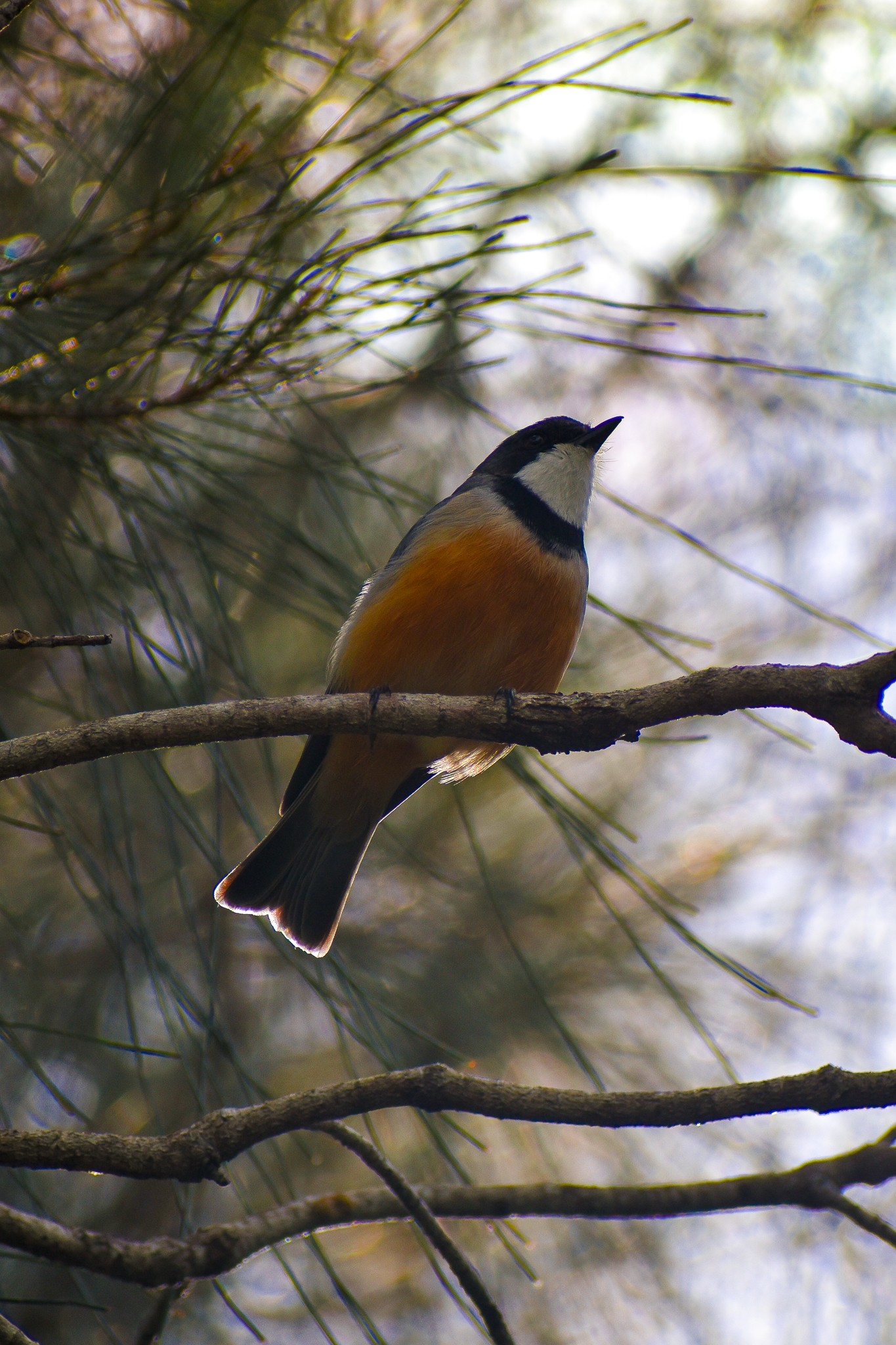 Rufous Whistler (Pachycephala rufiventris)