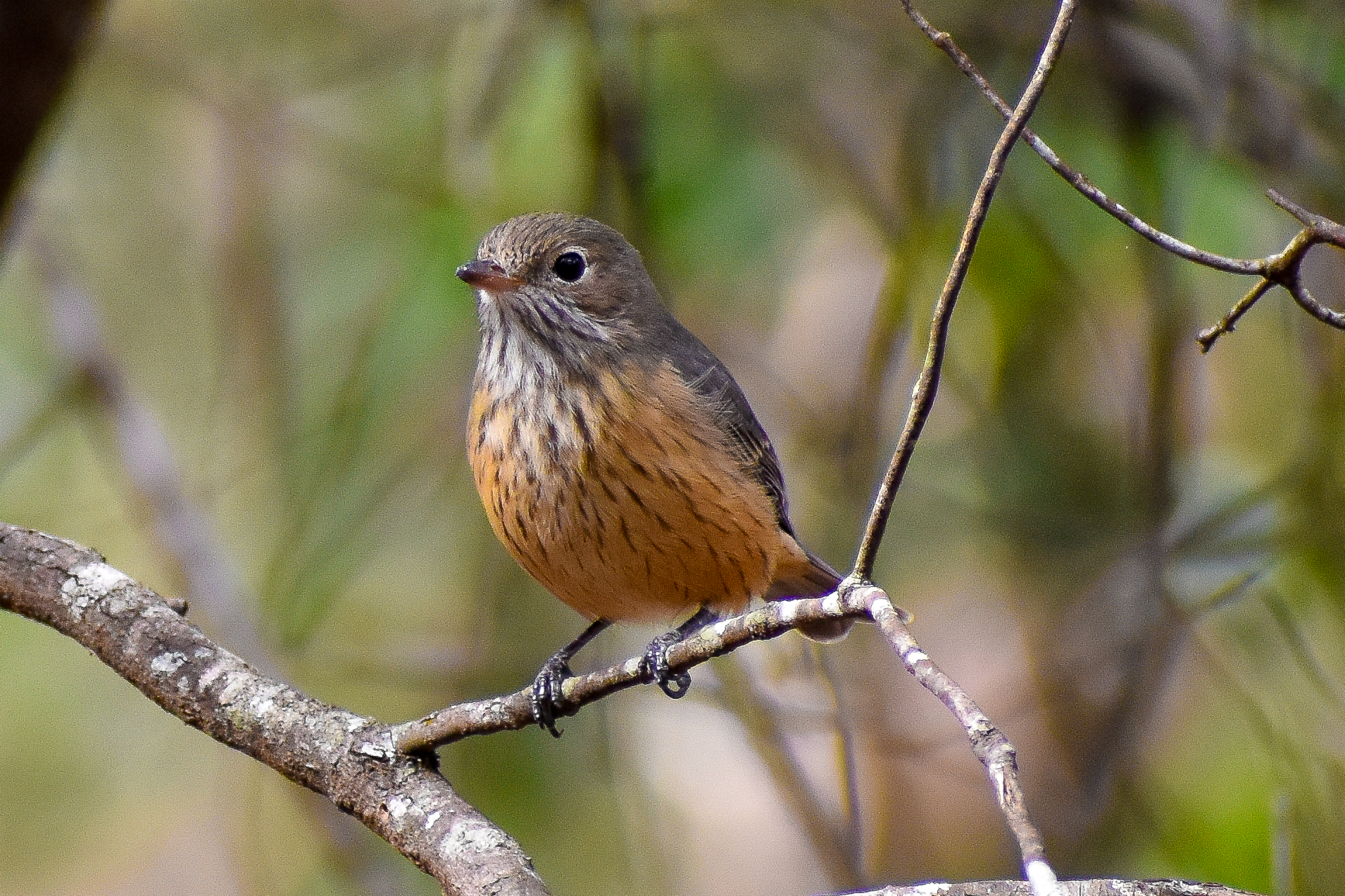 Rufous Whistler (Pachycephala rufiventris)