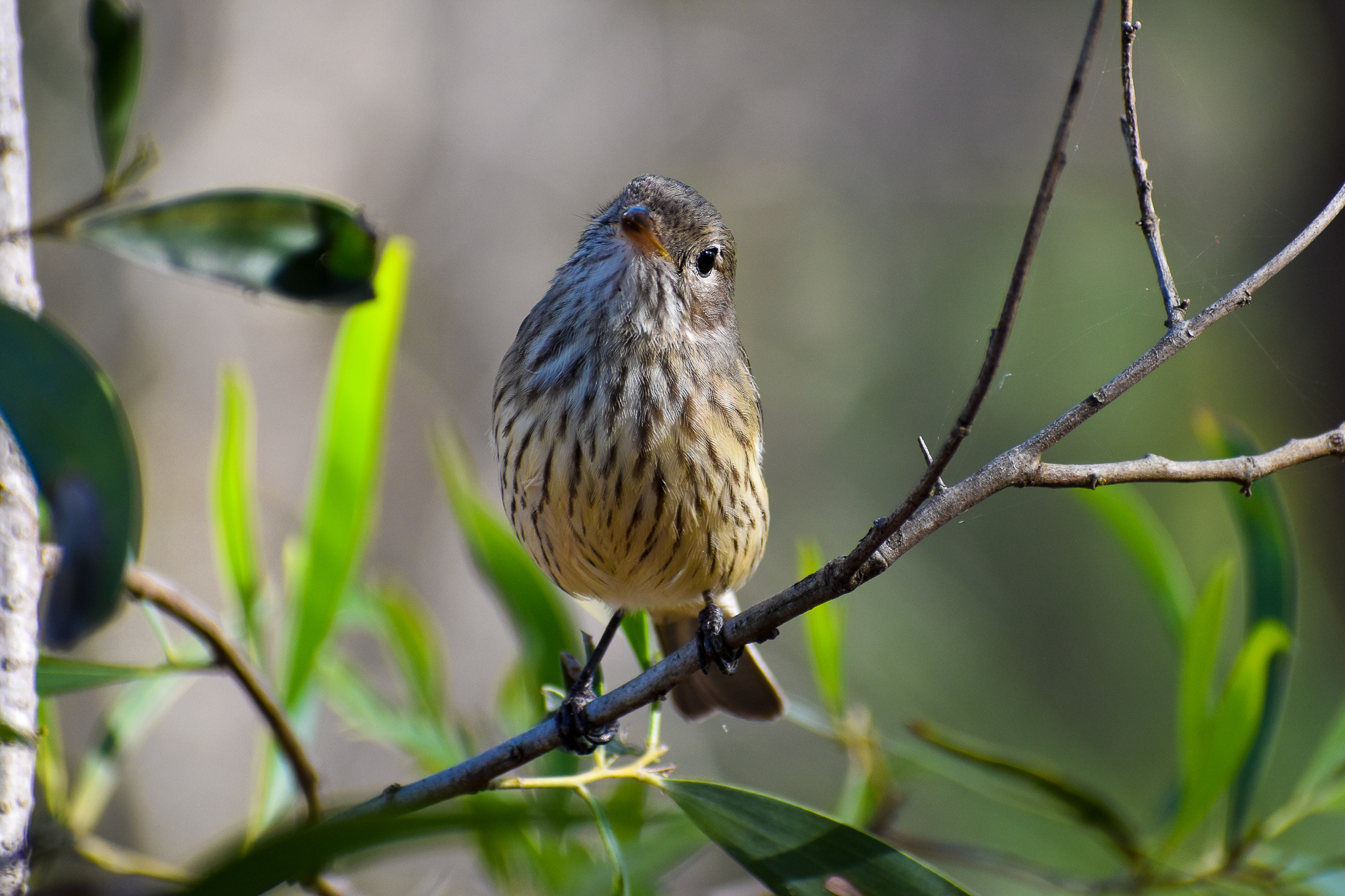 Rufous Whistler (Pachycephala rufiventris)