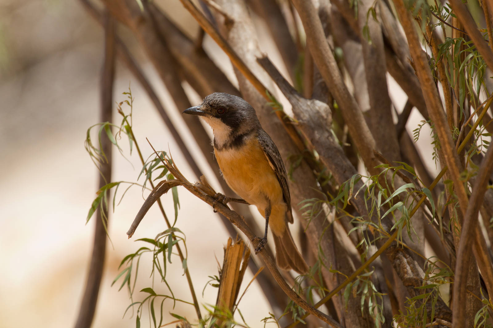 Rufous Whistler