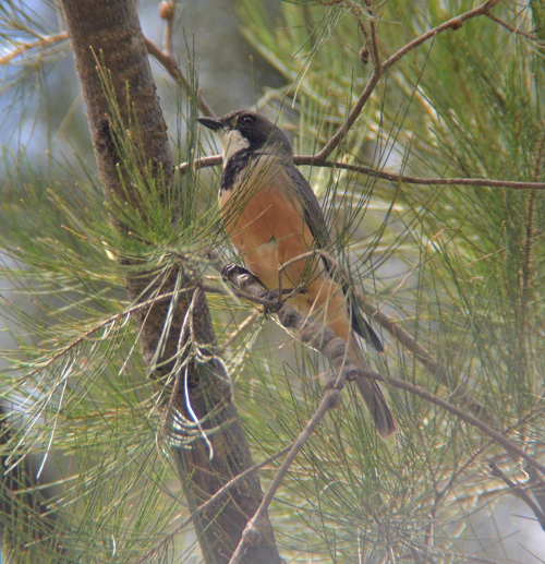 Rufous whistler.