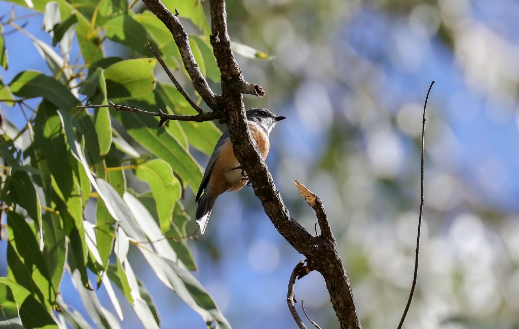 Rufous Whistler