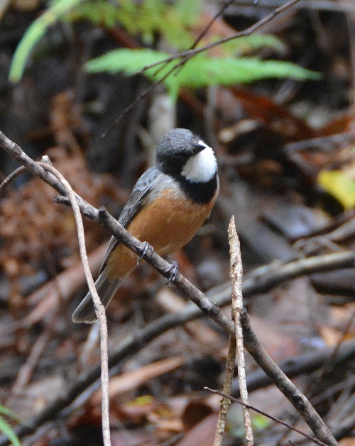 Rufous whistler.