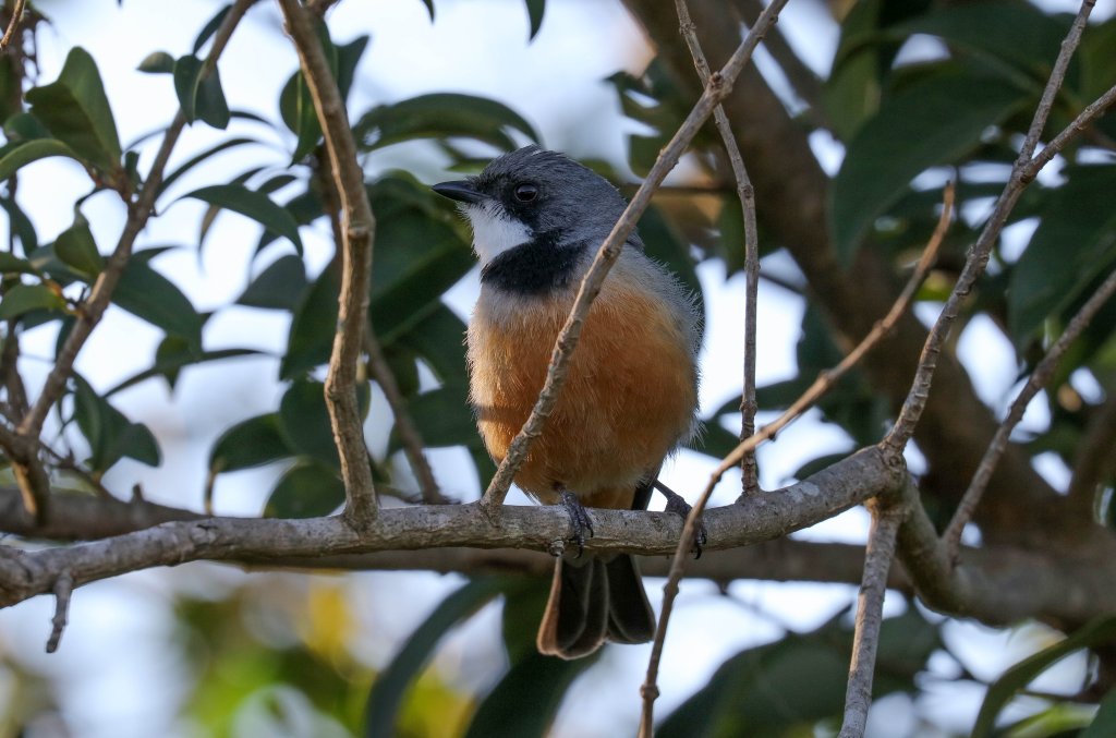 Rufous Whistler
