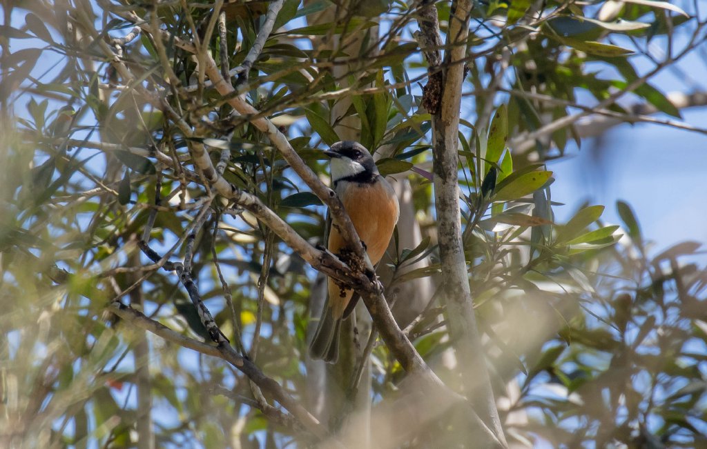 Rufous Whistler