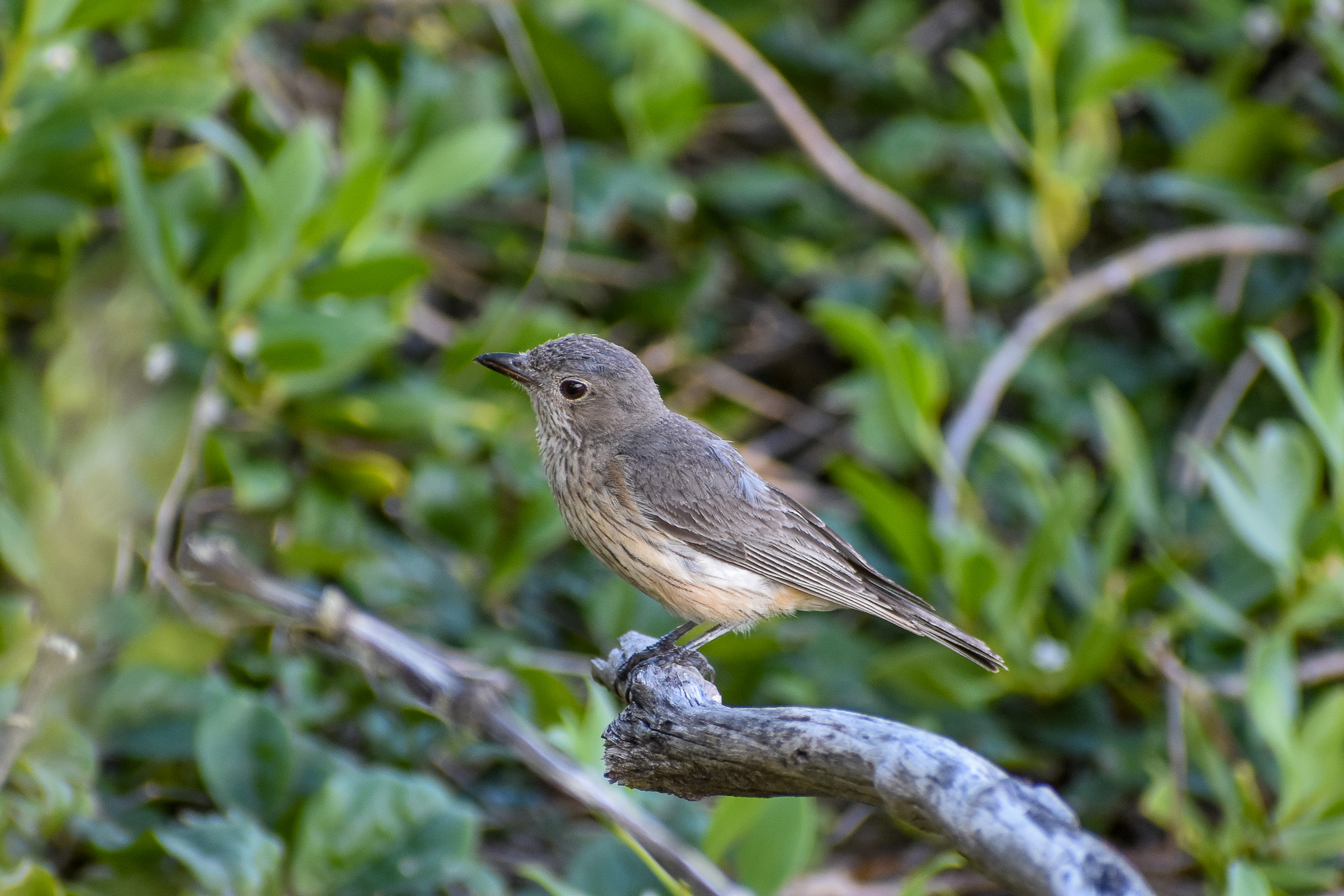 Rufous Whistler
