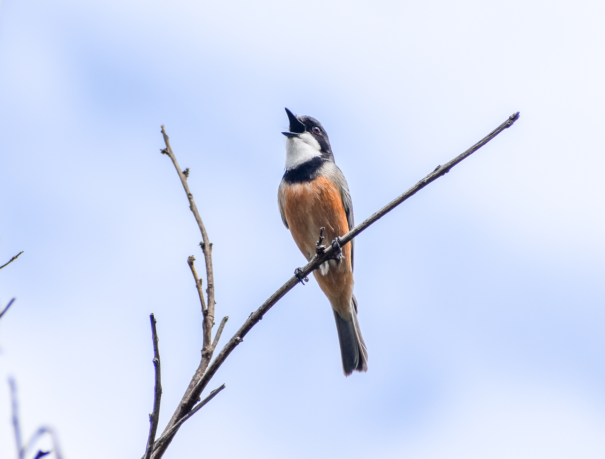Rufous Whistler