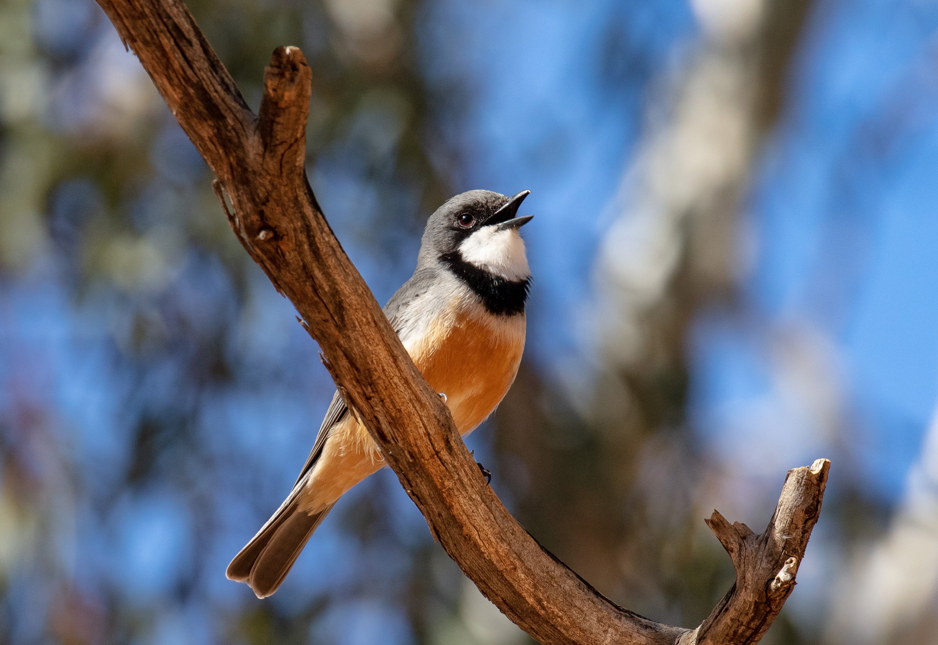 Rufous Whistler