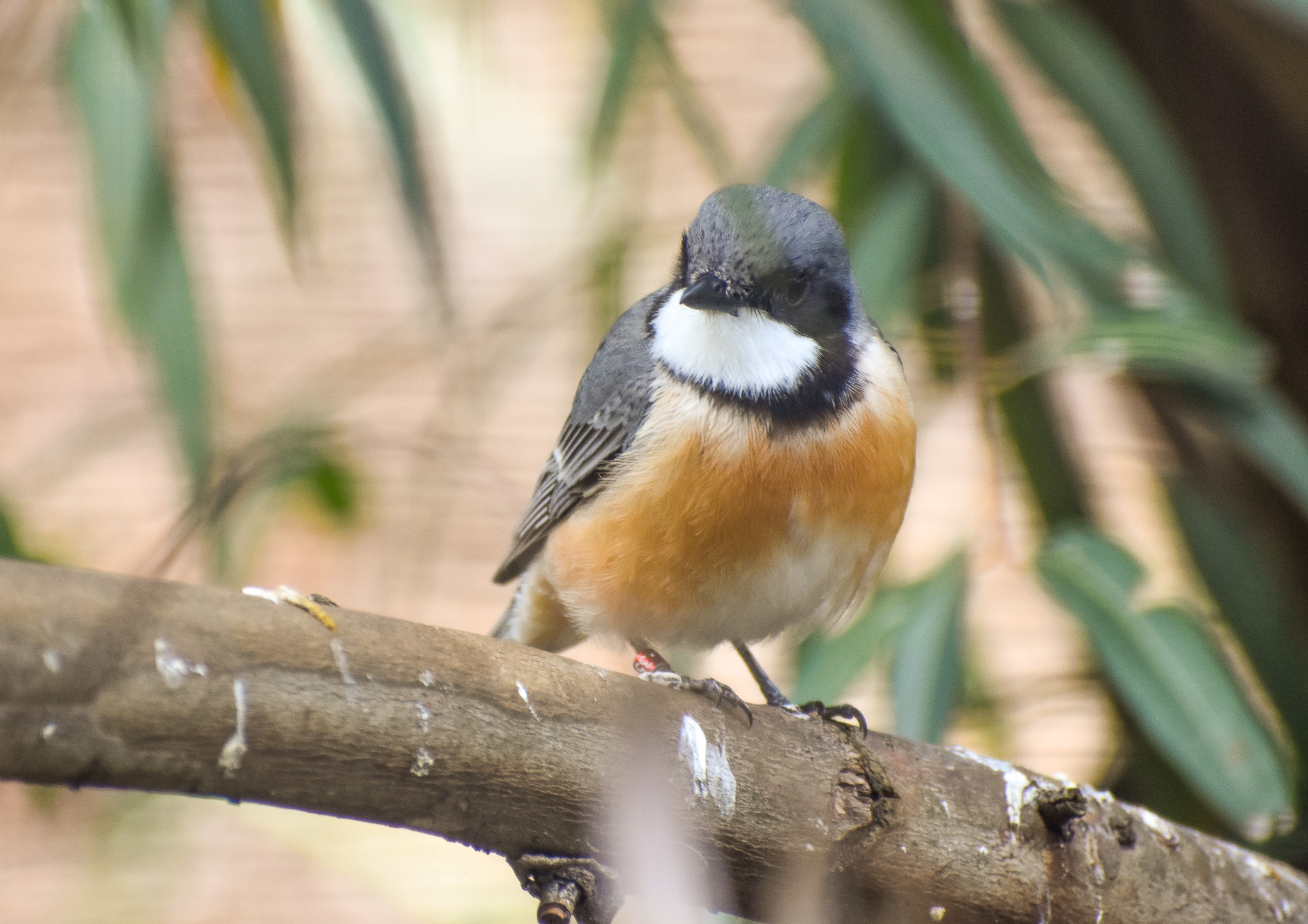 Rufous Whistler