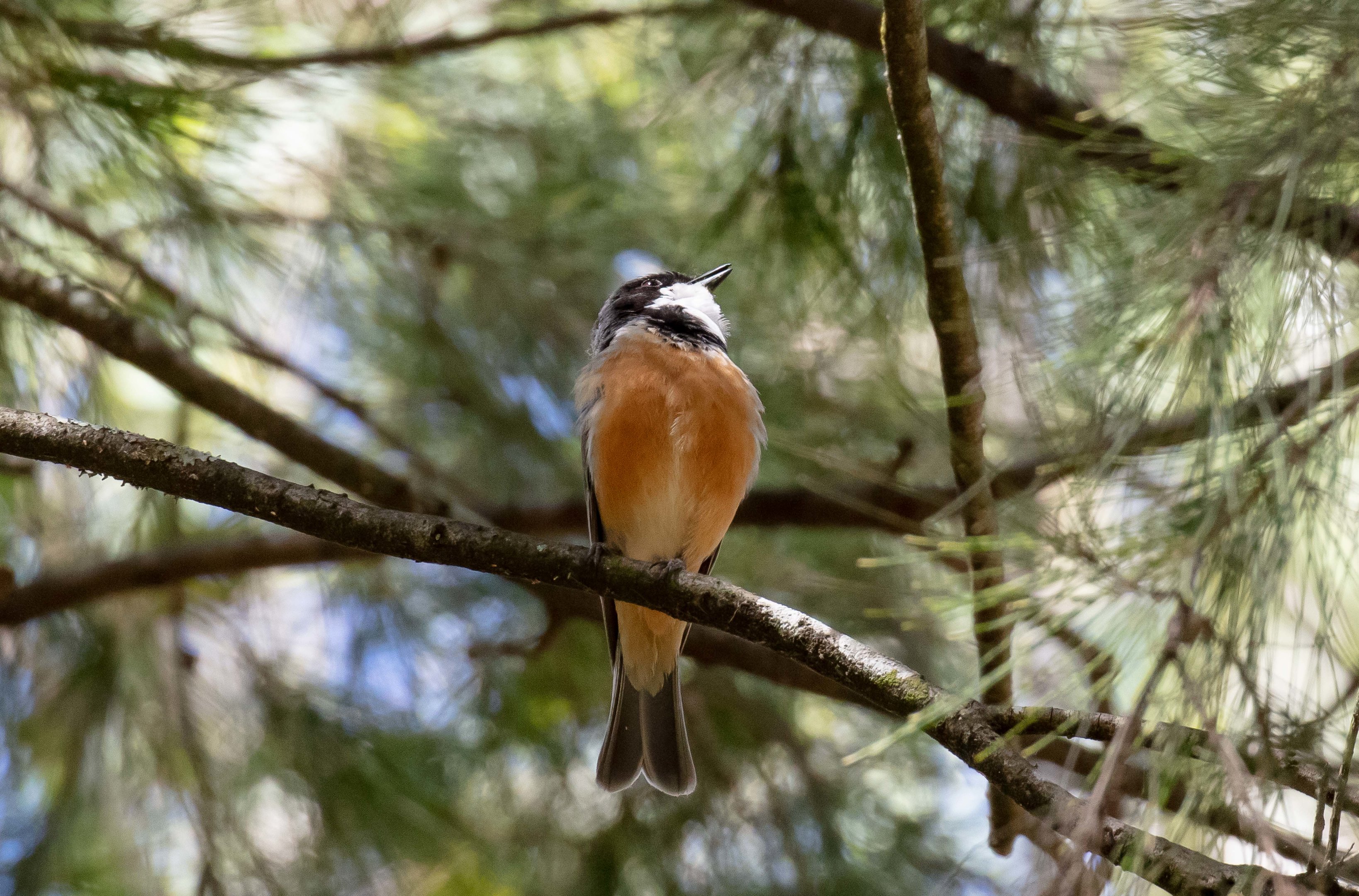 Rufous Whistler