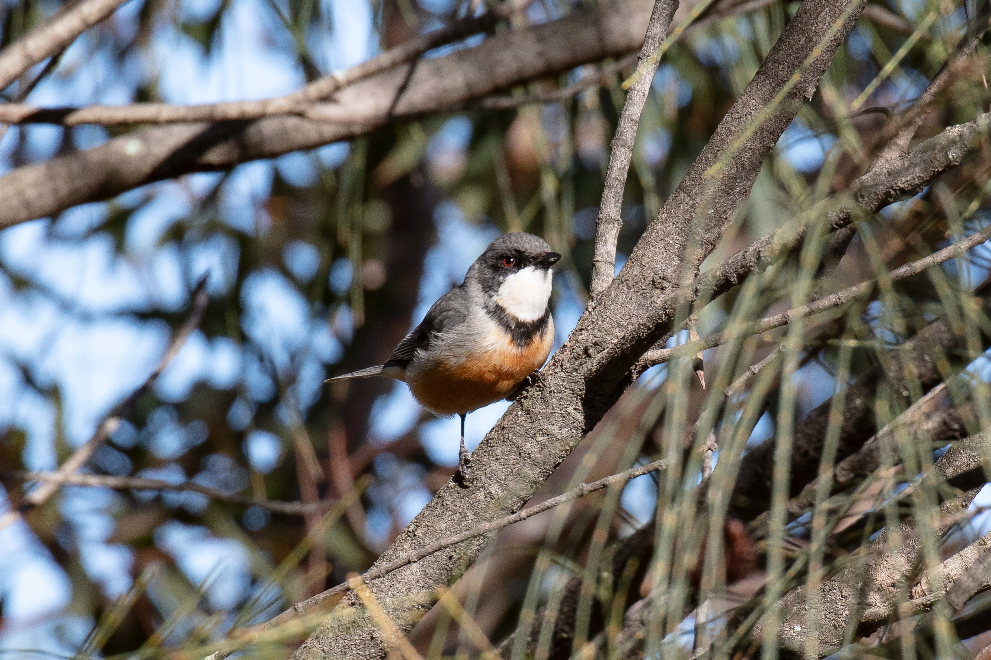 Rufous Whistler