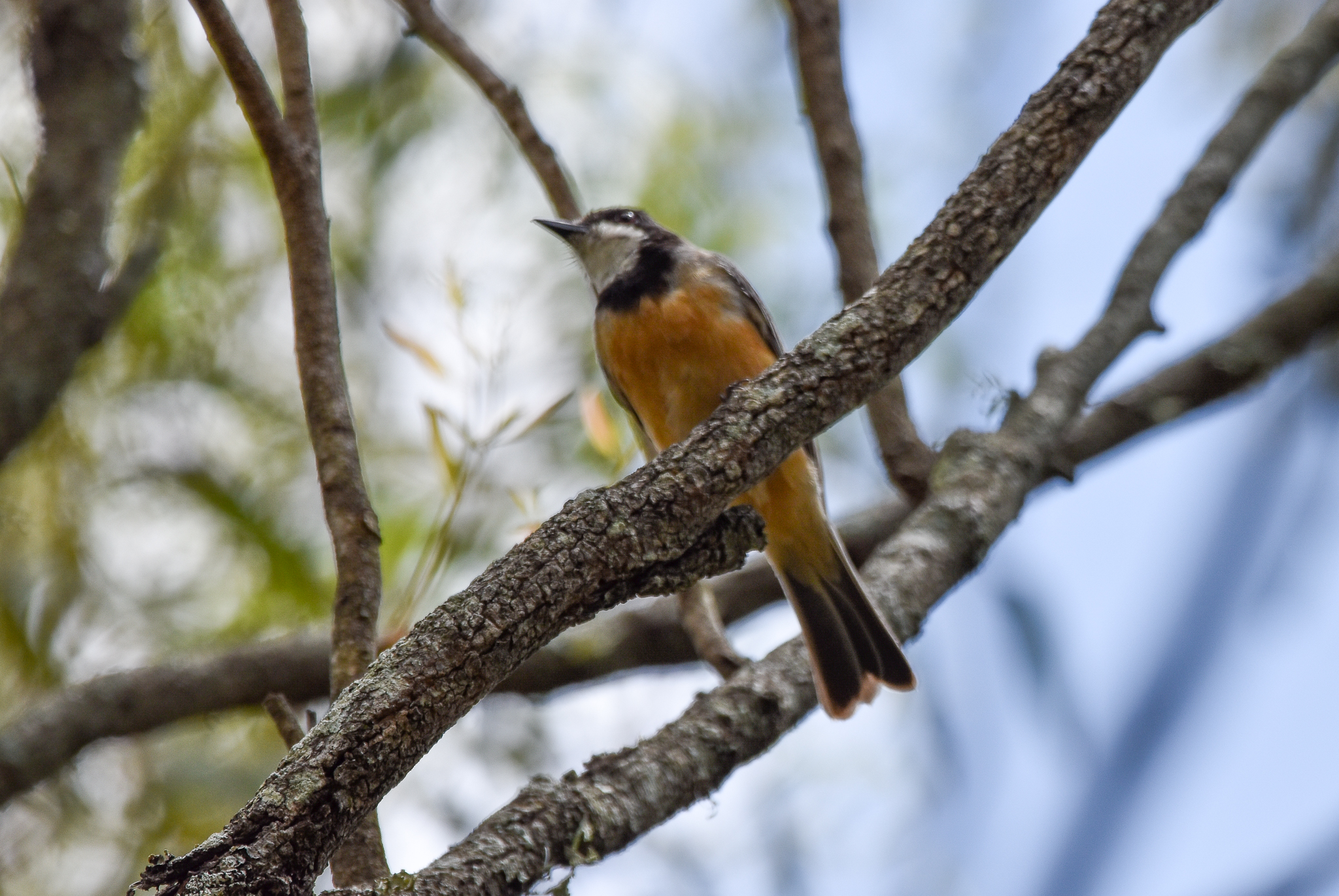 Rufous Whistler