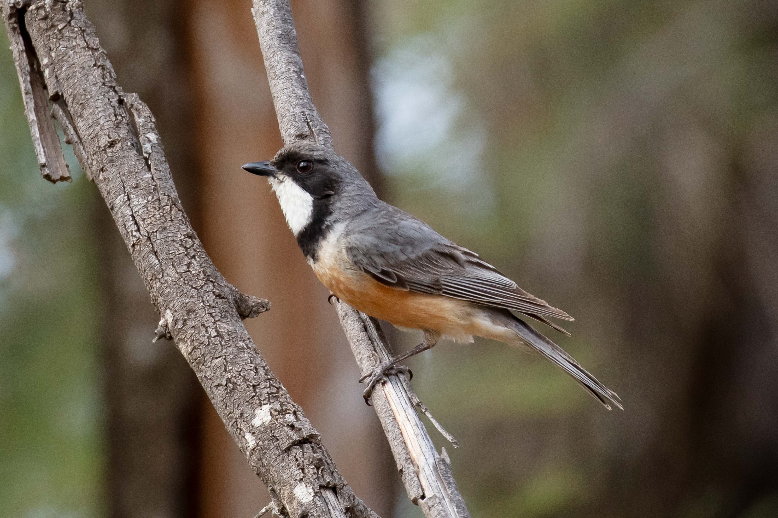 Rufous Whistler