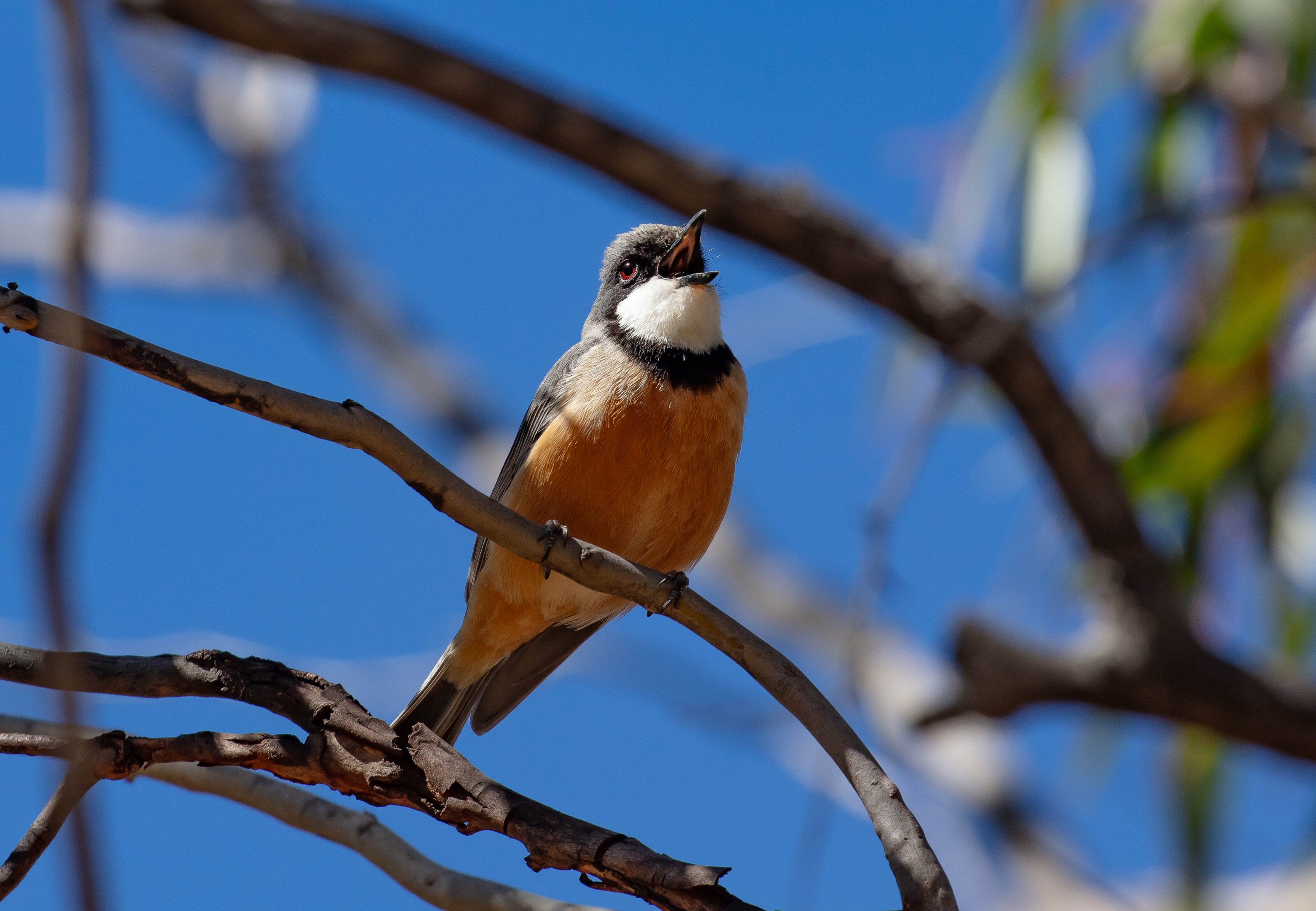 Rufous Whistler