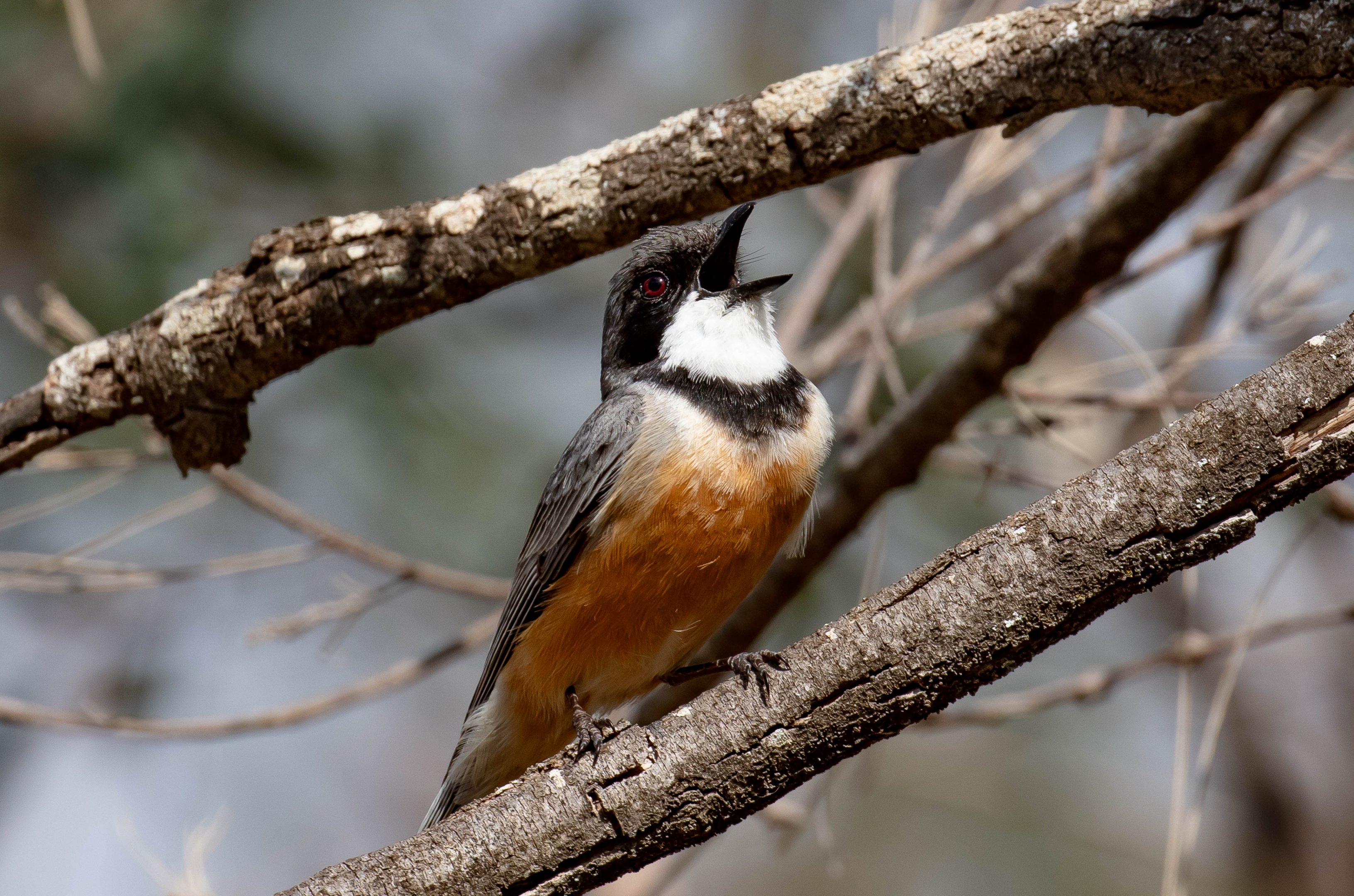Rufous Whistler