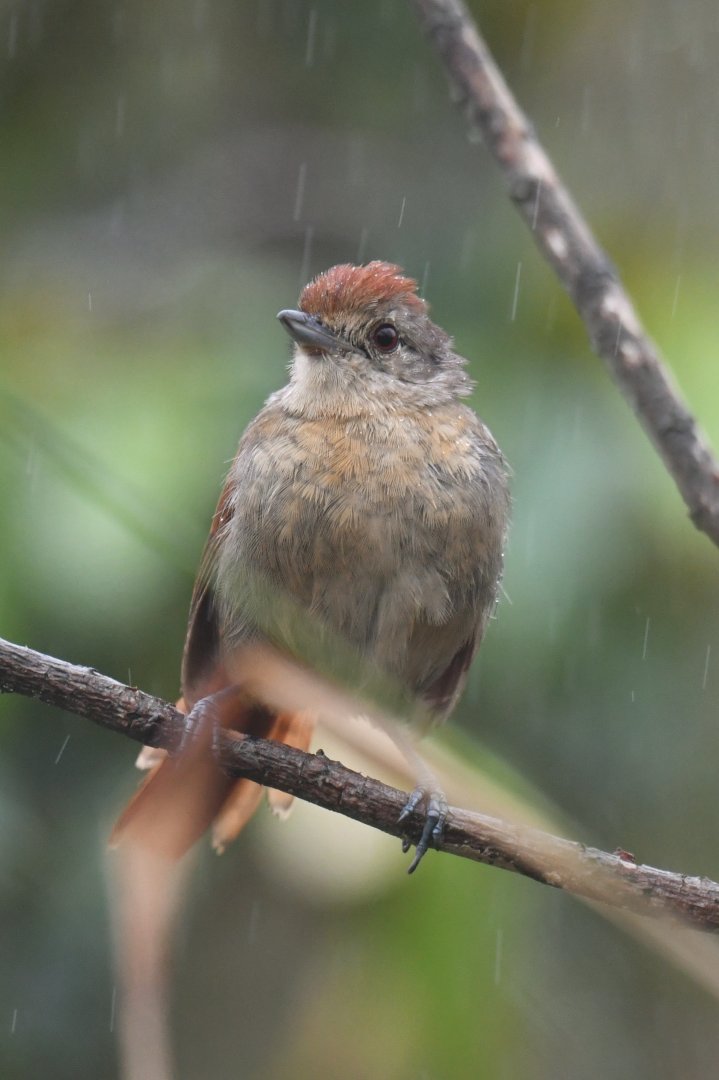 Rufous-winged Antshrike Thamnophilus torquatus