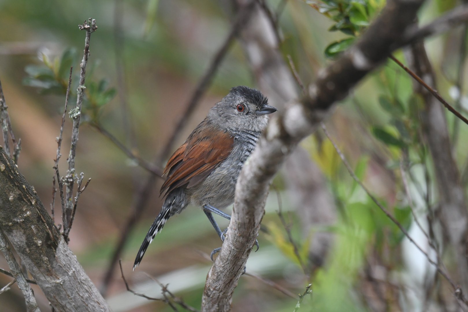Rufous-winged Antshrike Thamnophilus torquatus