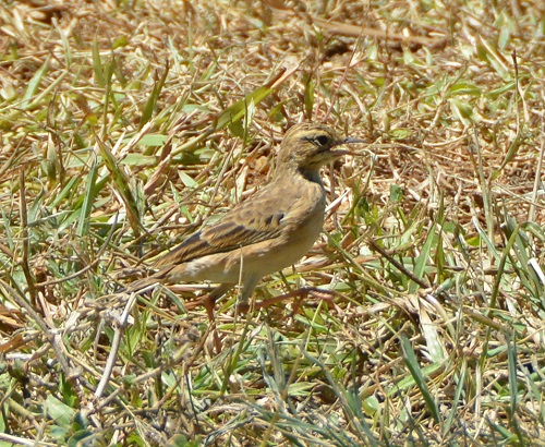 Rufous-winged bushlark ?