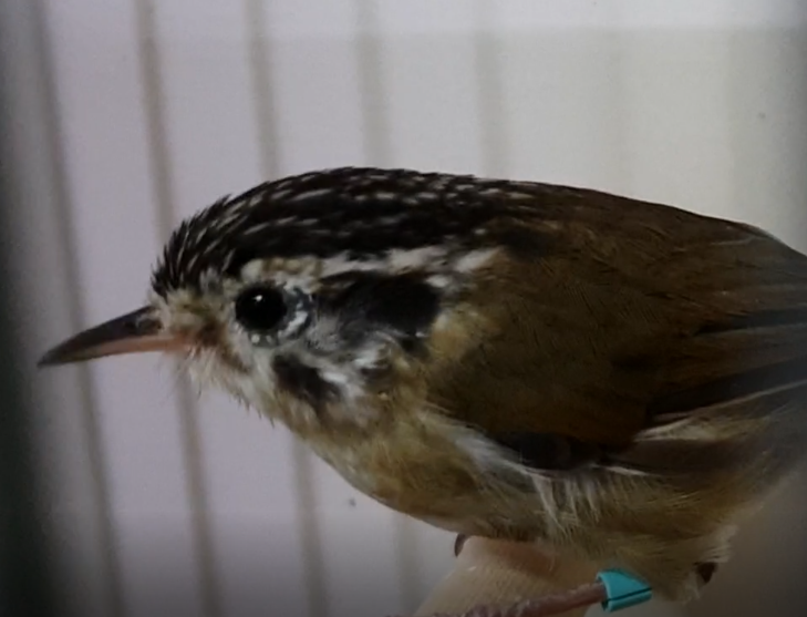 Rufous-winged fulvetta