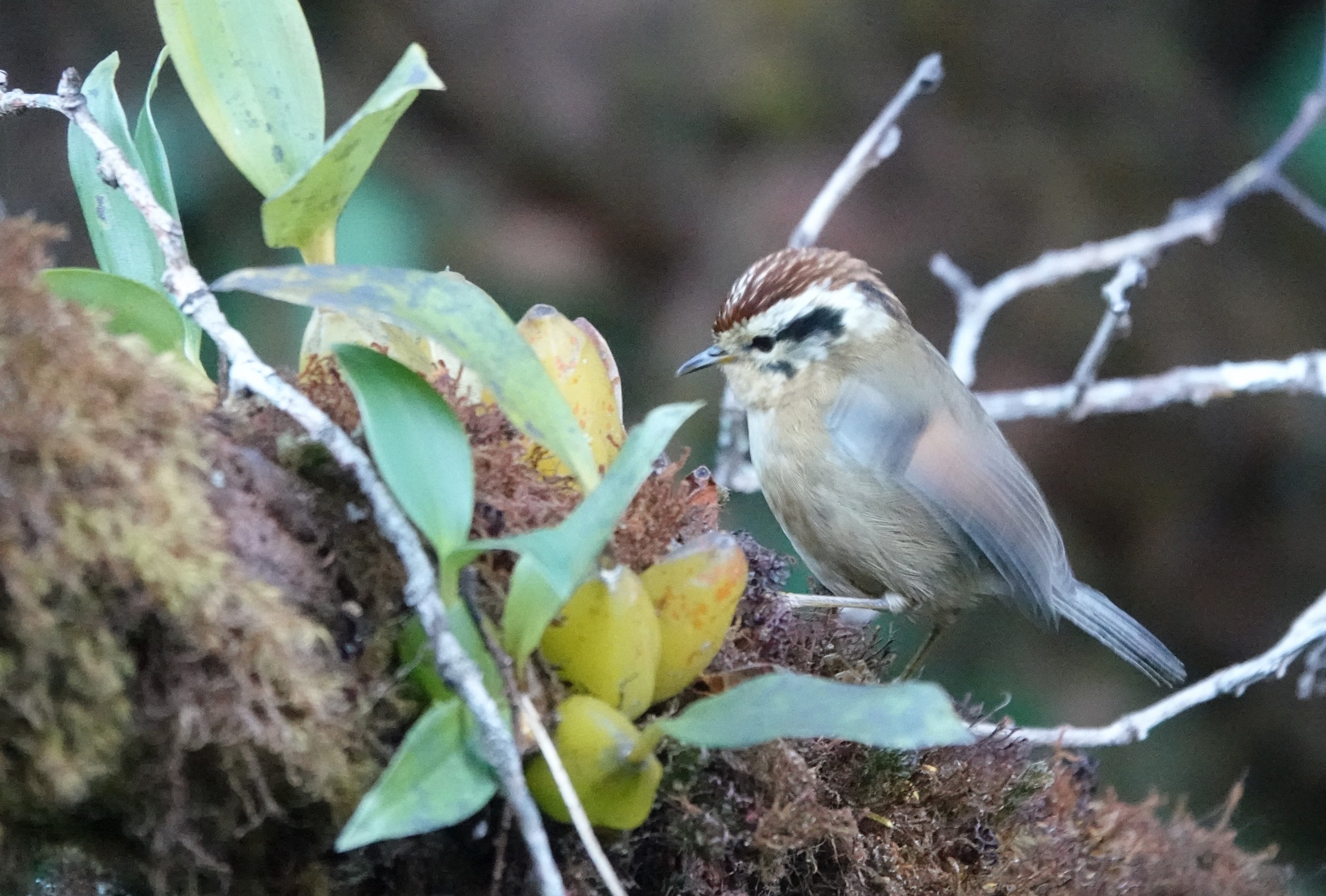 Rufous-winged Fulvetta