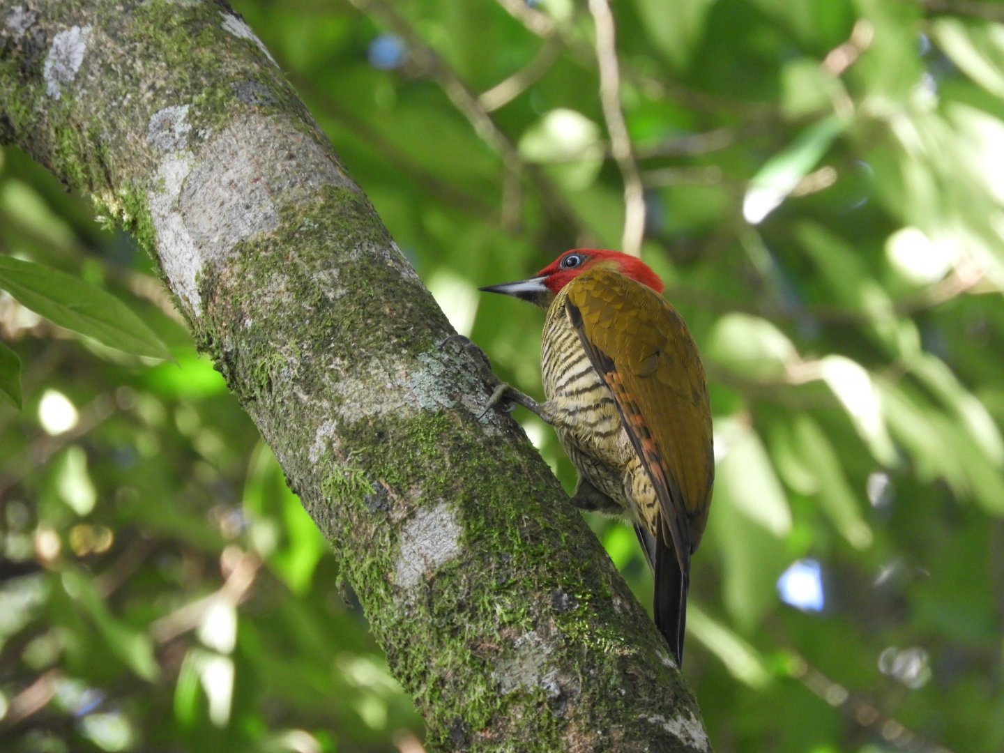 Rufous-winged Woodpecker (Piculus simplex)