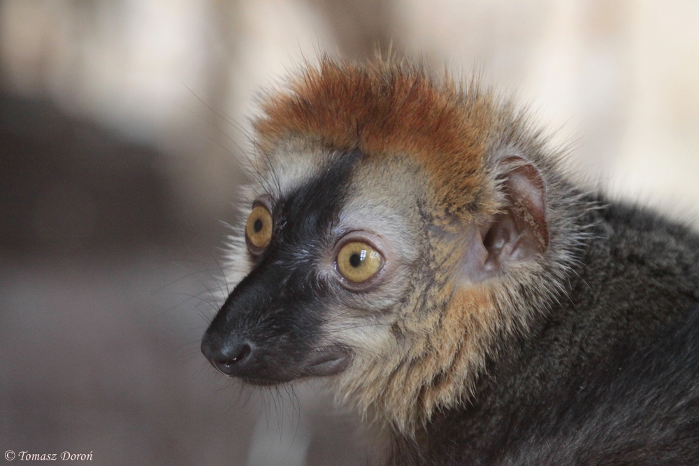 Rufus Brown Lemur (Eulemur rufus) male