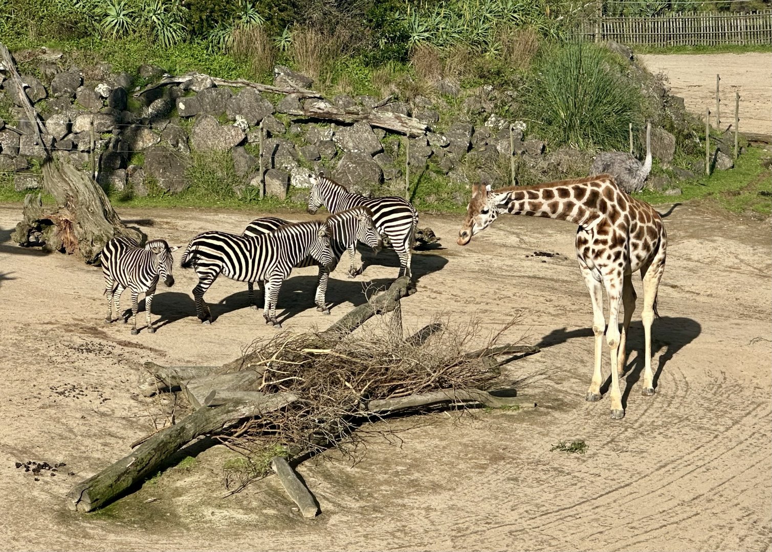 Rukiya (Giraffe) and Plains Zebra