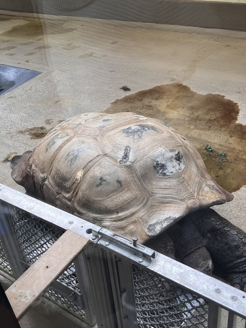 Rulon the male Aldabra giant tortoise