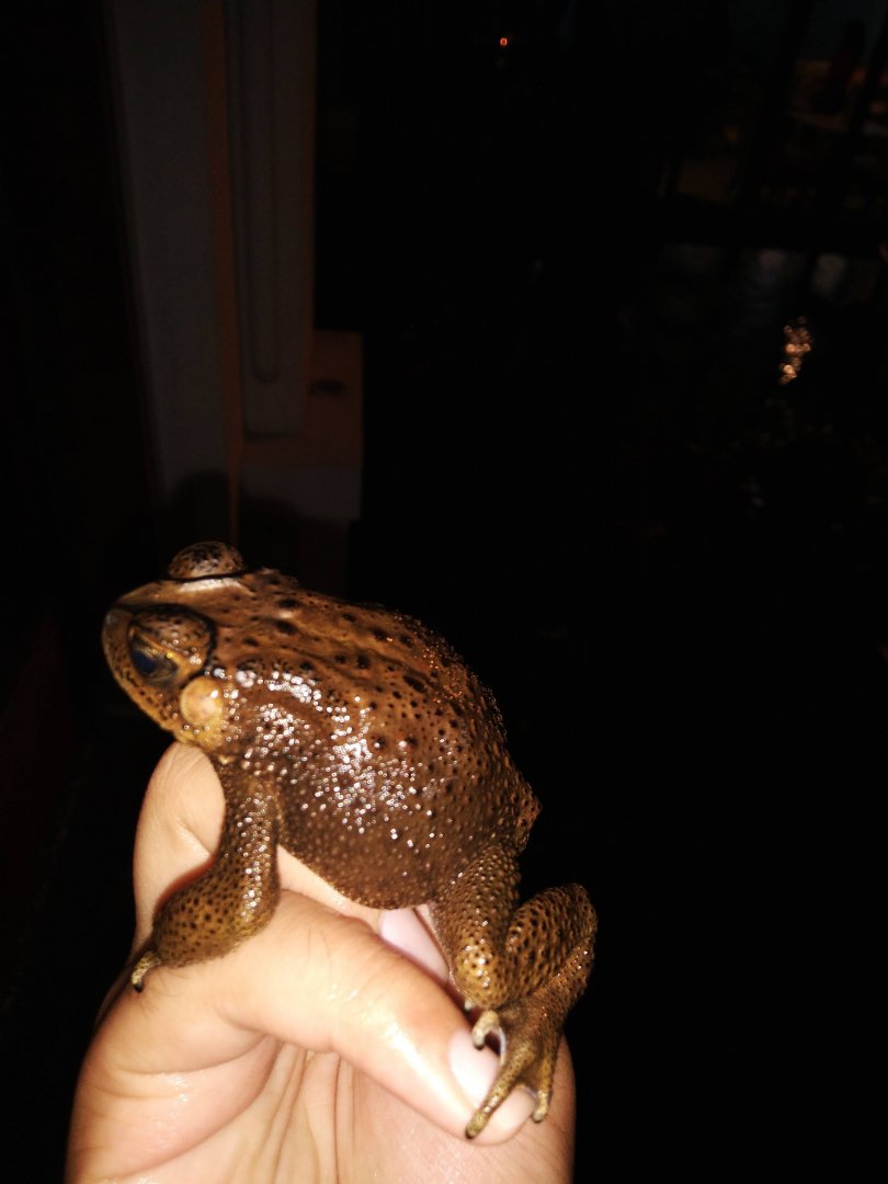 Rumah Mode Factory Outlet, Bandung - Asian Common Toad (Duttaphrynus melanostictus)