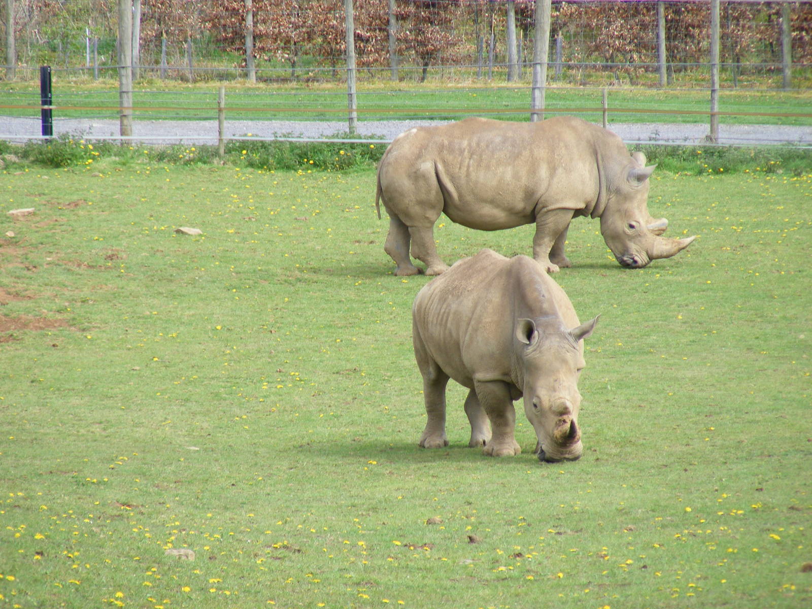 Rumba and Rumbull the white rhinos at Noah's Ark Zoo Farm, 1 May 2010