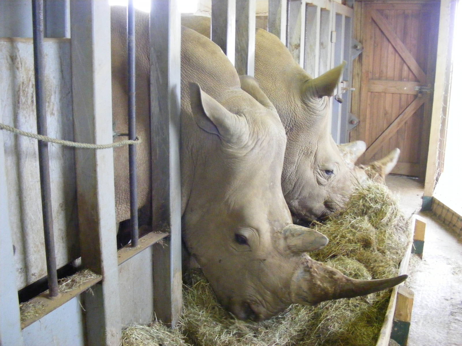 Rumbull and Rumba the Southern white rhinos at Noah's Ark Zoo Farm, 5 March