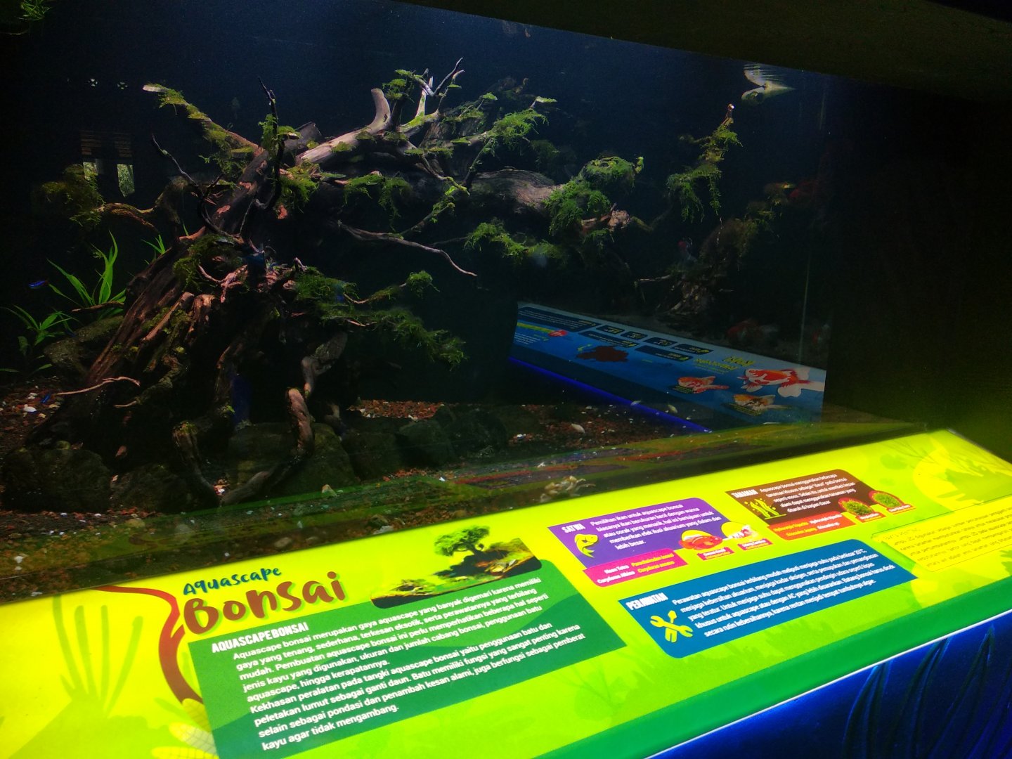 Rummy-nose tetra (Petitella rhodostoma) and harlequin rasbora (Trigonostigma heteromorpha) information panel