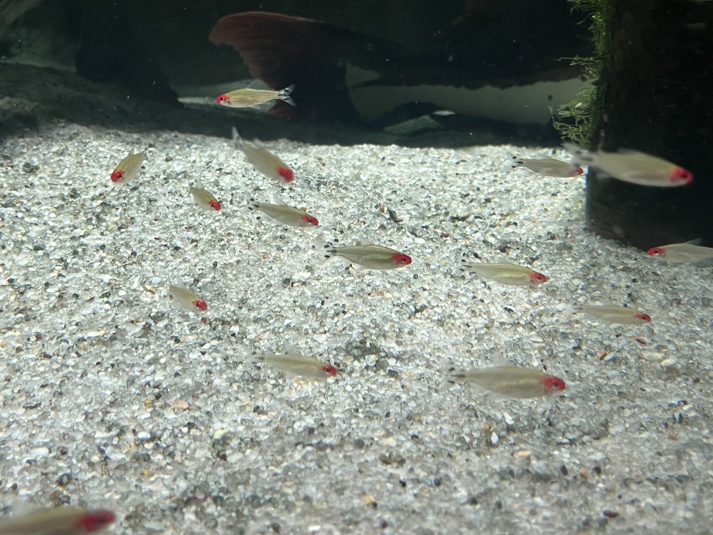 Rummy-nose Tetra