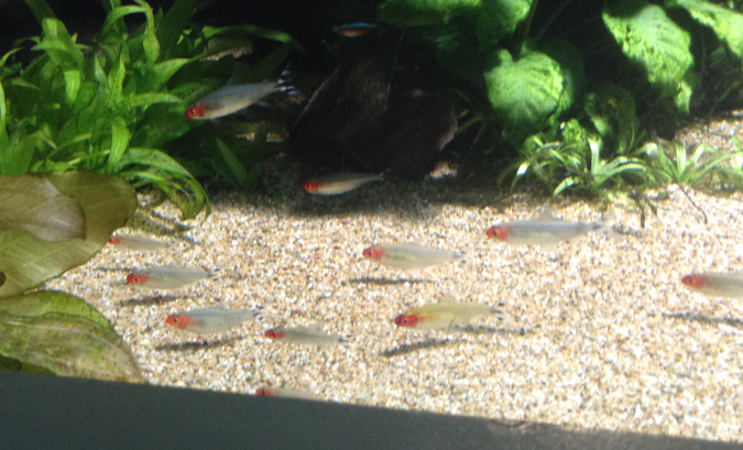 Rummynose Tetra