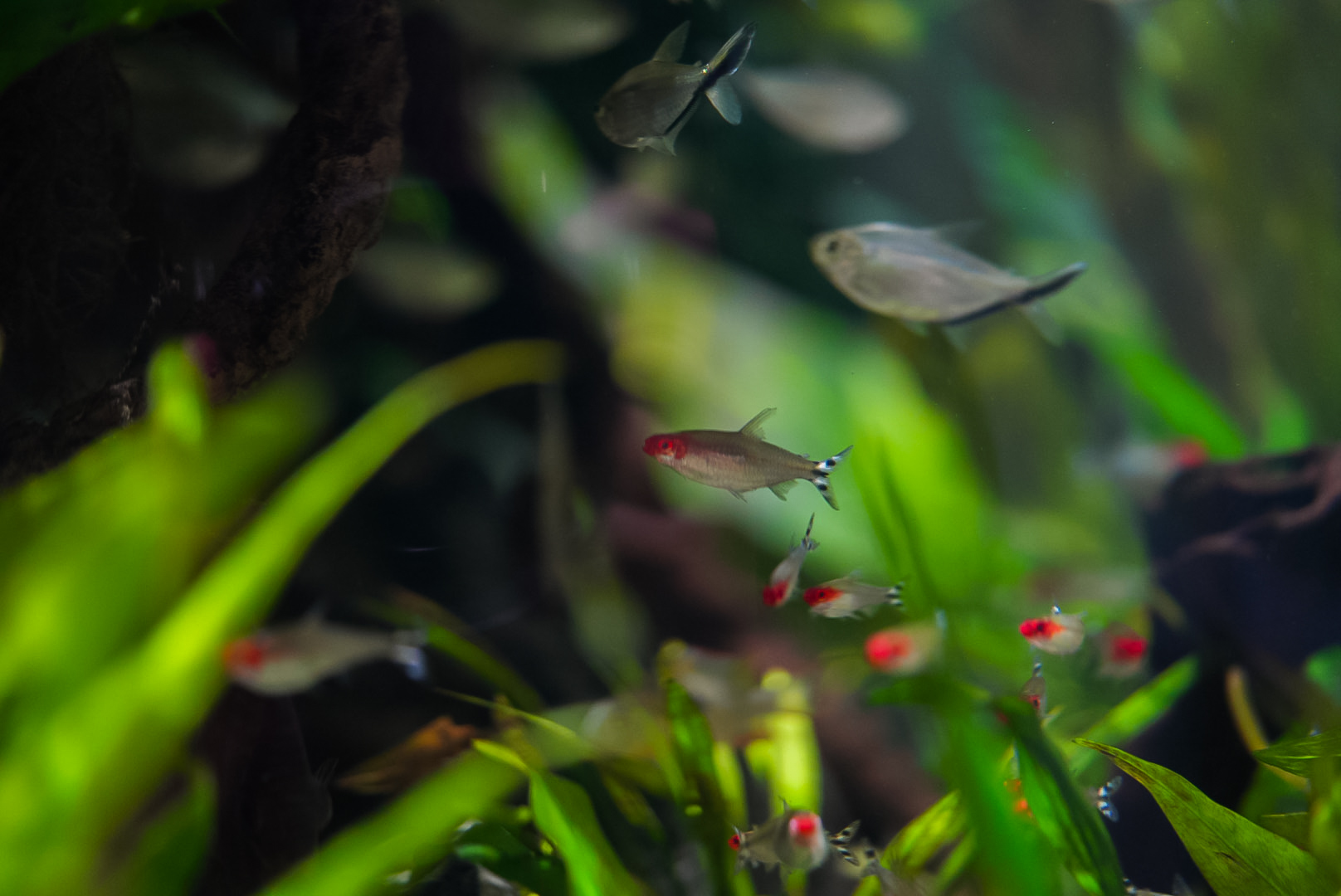 Rummynose Tetras (Amazon Spheres)