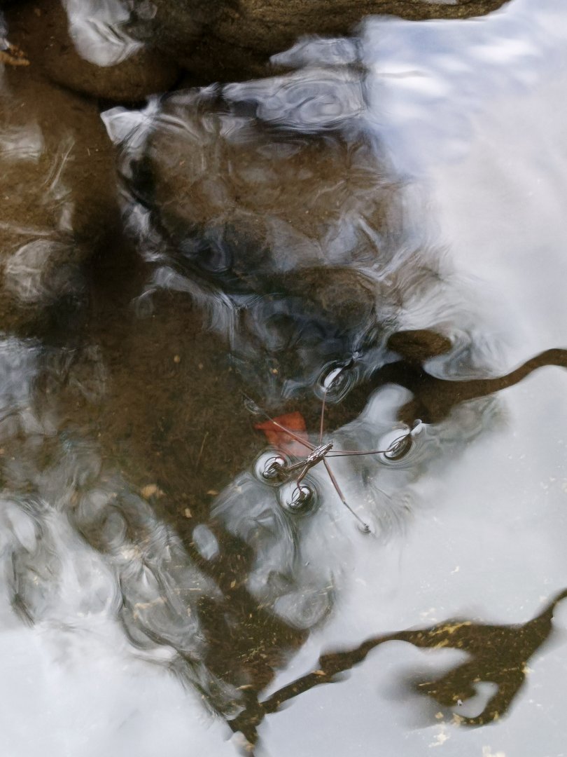 Rumpun Chanaya - Pond Skaters