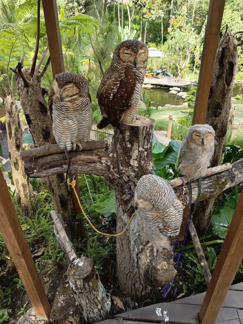 Rumpun Chanaya - Spotted Wood Owls (Strix seloputo)