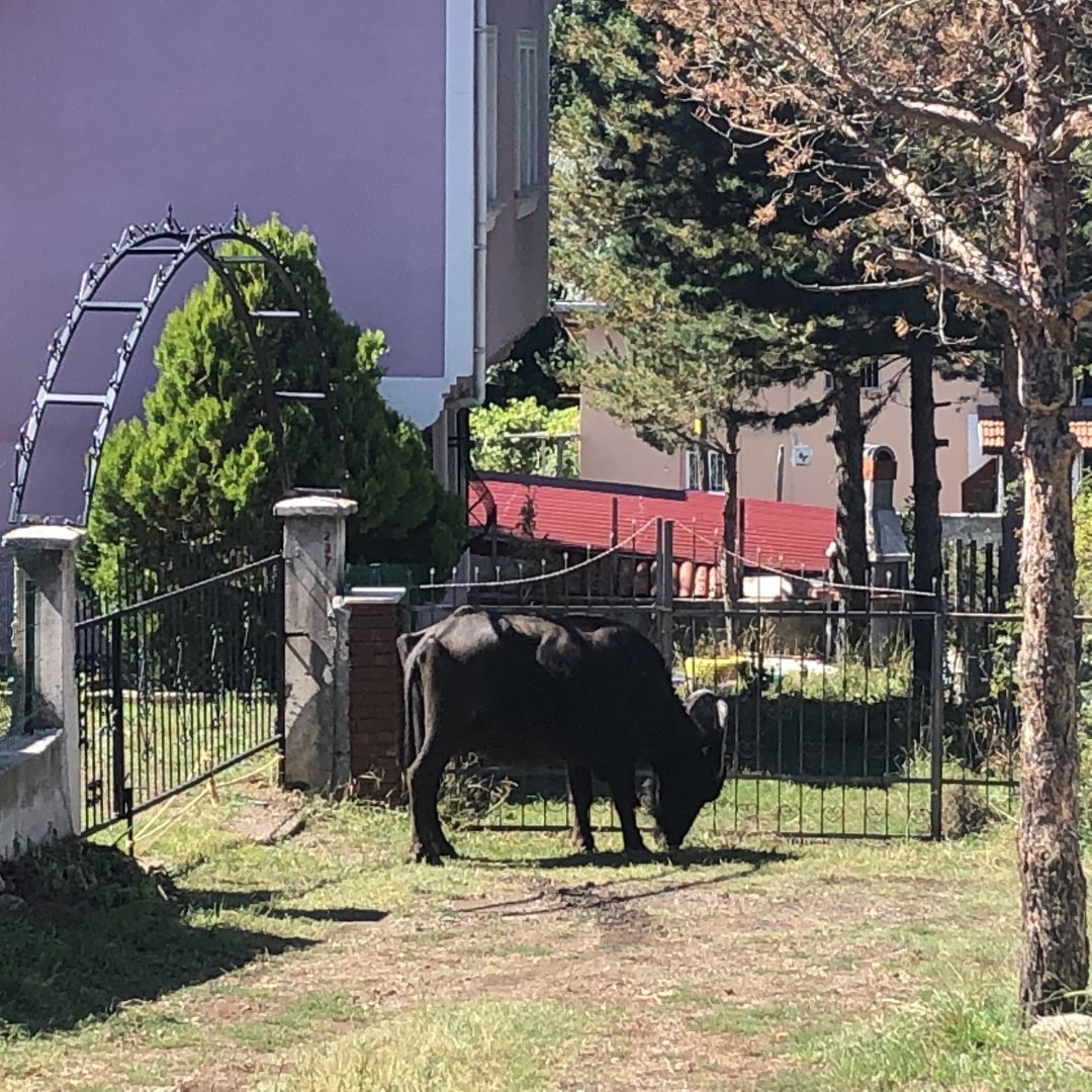 Runaway water buffalo