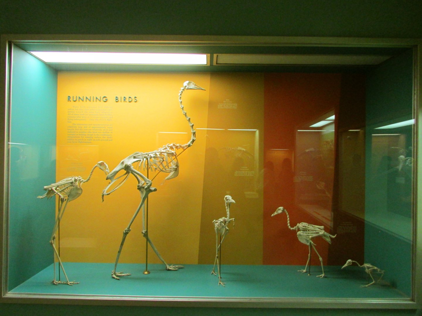 Running Bird Skeletons