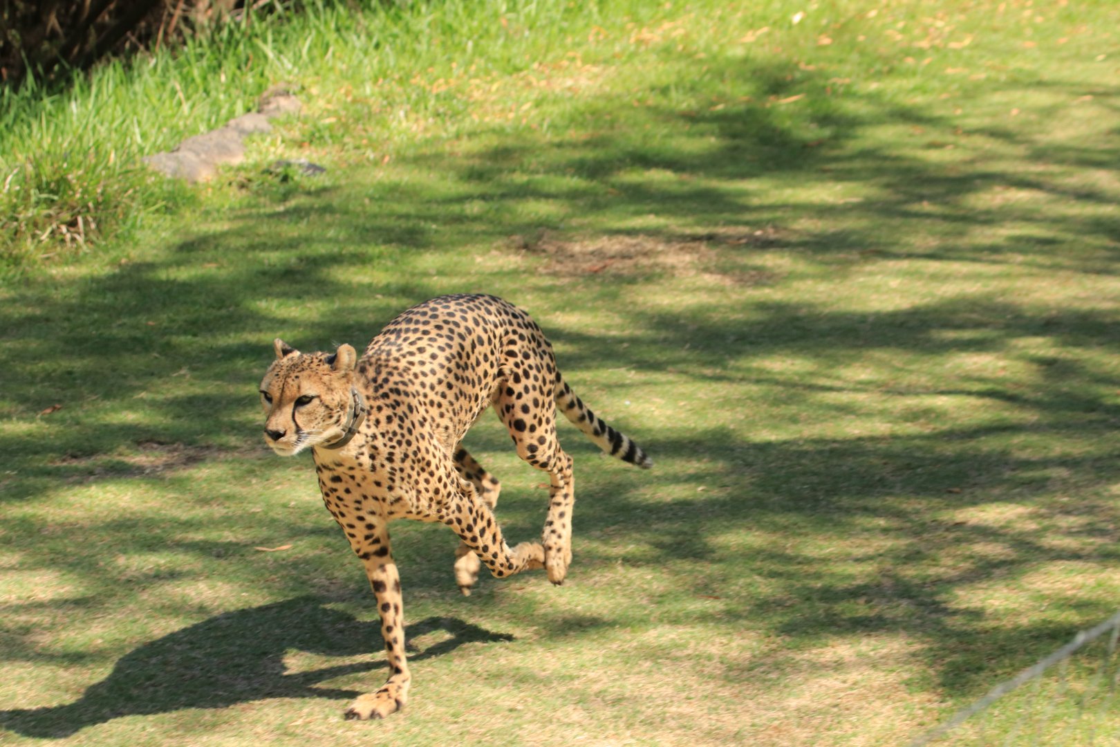 Running Cheetah (June 2019)