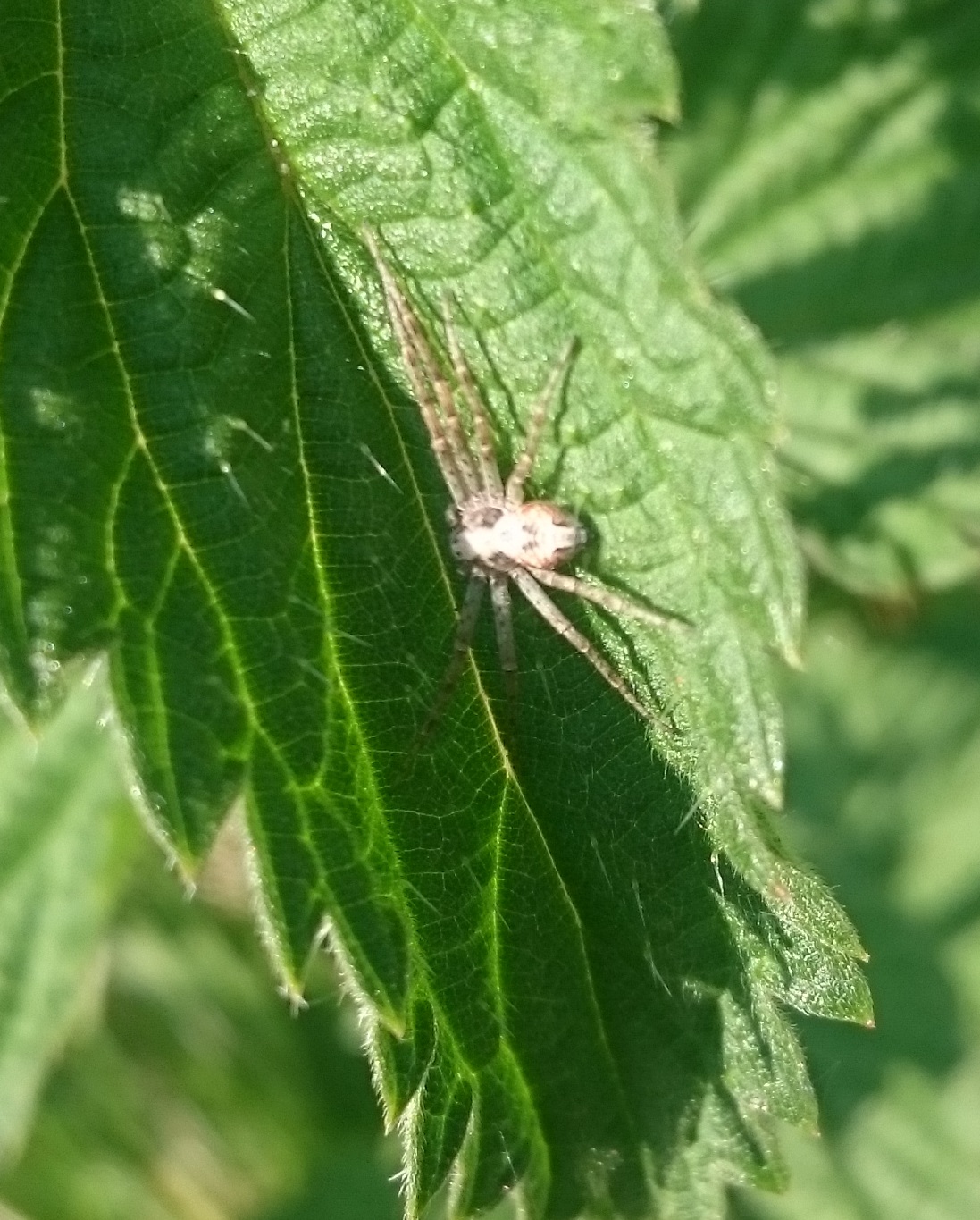 Running crab spider