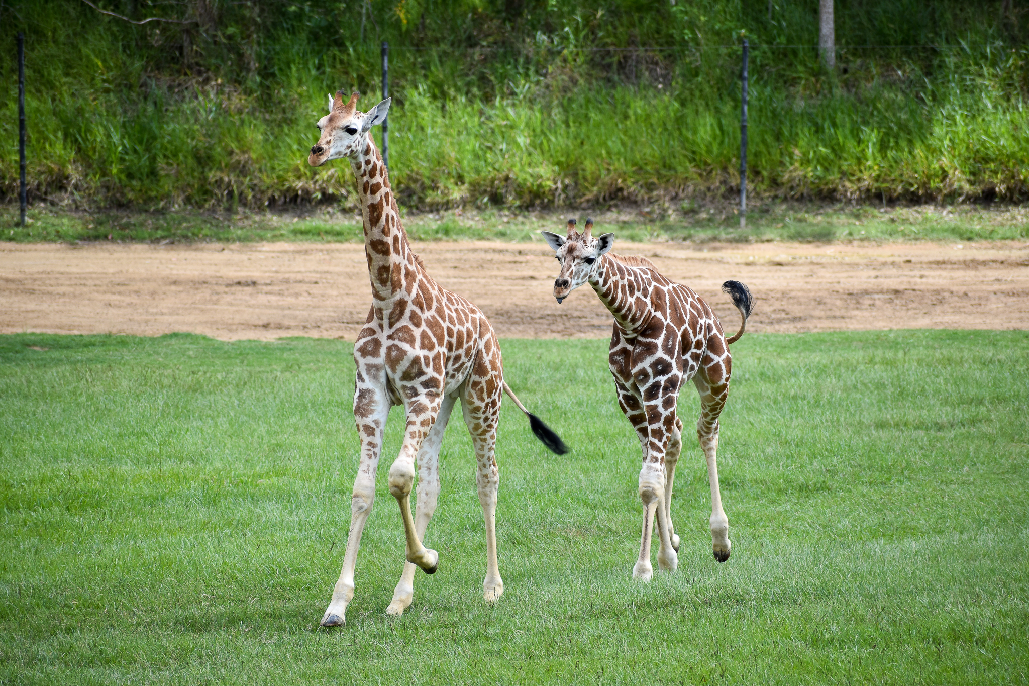 Running Giraffe Calves