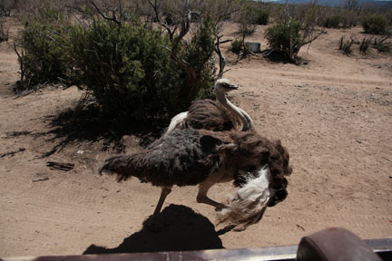 running ostrich