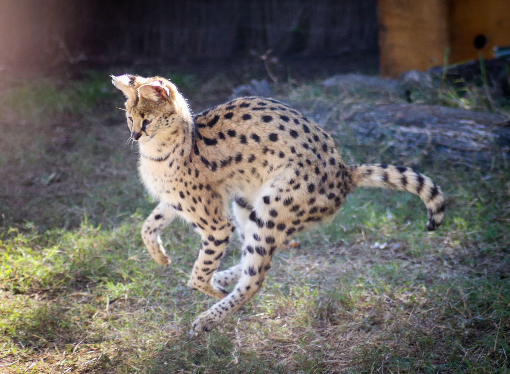 Running Serval (Leptailurus serval)